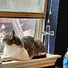 animal, blue_label, cat, cross, curtain, furry, gray_cat, home, indoors, pet, plastic_bottle, portrait, profile, sitting, sunlight, wall, water_bottle, white_cat, window, windowsill