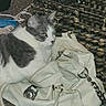 Archie joined the competition — help win amazing prizes! cat, gray_and_white, feline, pet, animal, sitting, lying_down, green_eyes, whiskers, pink_nose, fur, handbag, purse, leather, strap, chain, buckle, indoor, furniture, portrait
