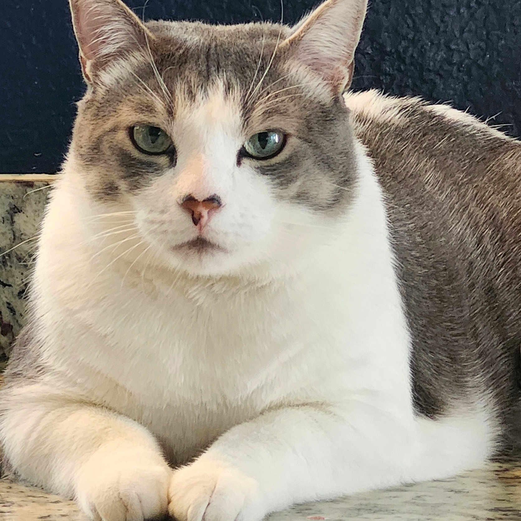 Archie