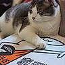 Archie joined the competition — help win amazing prizes! cat, gray_cat, white_cat, sleepy, relaxed, lounging, lying_down, paw, whiskers, closed_eyes, pet, feline, indoors, cozy, blanket, pizza_box, nfl, sports, printed_text, closeup