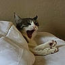 Roxy is registered to the contest to win money with this photo: animal, bed, blanket, cat, comfort, cozy, cute, cute_pet, domestic, feline, fur, indoor, mammal, paws, pet, relaxed, resting, sleepy, whiskers, yawning