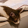 Roxy joined the competition — help win amazing prizes! animal, bed, bedding, cat, closeup, cozy, curious, cute, domestic, ears, feline, fur, indoor, looking, pet, reflection, resting, soft, surface, whiskers