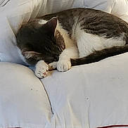 Roxy joined the competition — help win amazing prizes! animal, cat, comfort, cozy, curled_up, cute, domestic_animal, feline, fur, indoor, napping, paw, pet, quiet, relaxation, resting, sleeping, soft, tail, white_cushion