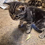 Bibou participe au concours pour gagner de l'argent avec cette photo : kitten, cat, tabby, animal, pet, feline, curious, floor, concrete, indoor, young, small, fur, whiskers, ears, tail, background, closeup, exploring, cute