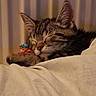 Bibou participe au concours pour gagner de l'argent avec cette photo : cat, kitten, sleeping, tabby, fur, whiskers, paw, toy, blanket, cozy, indoor, closeup, rest, cute, pet, animal, relax, soft, face, ears