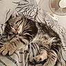 Bibou participe au concours pour gagner de l'argent avec cette photo : cat, kitten, sleeping, tabby, paw, blanket, pattern, striped, fur, rest, indoors, cozy, cute, pet, animal, relaxation, bed, comfort, fan, home