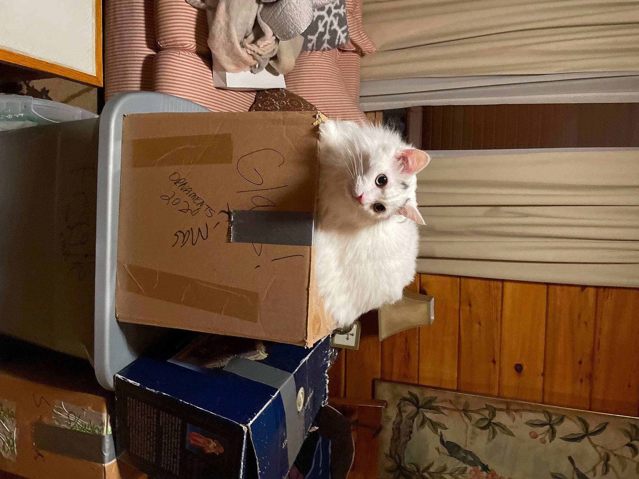 Cosmo Kramer joined the competition — help win amazing prizes! box, cardboard, carnivore, carton, cat, fawn, felidae, fur, hardwood, moving, package_delivery, packaging_and_labeling, packing_materials, paper_product, relocation, room, shipping_box, small_to_medium_sized_cats, whiskers, wood