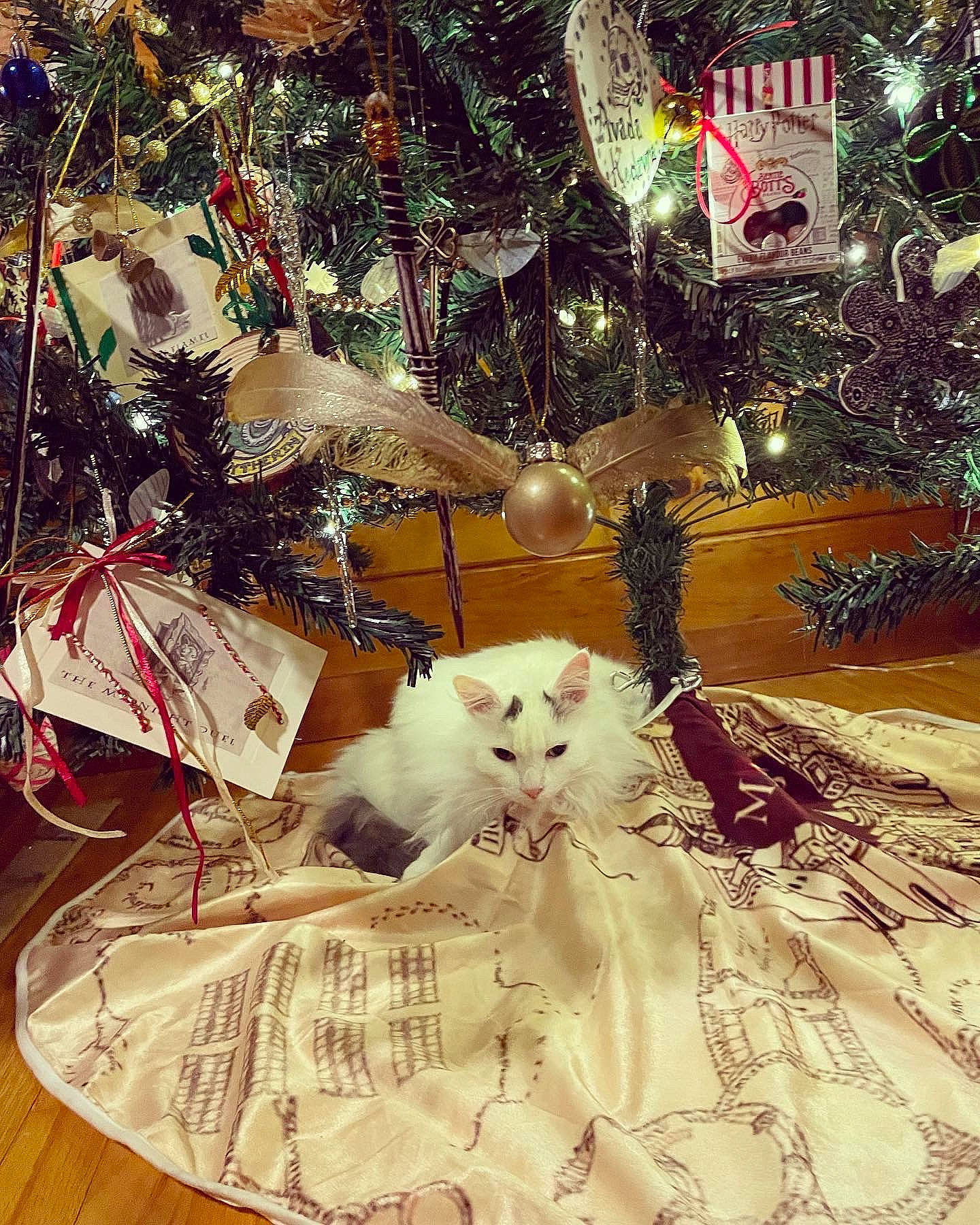 Cosmo Kramer is registered to the contest to win money with this photo: branch, carnivore, cat, christmas_decoration, christmas_ornament, christmas_tree, event, fawn, felidae, holiday, holiday_ornament, light, ornament, plant, small_to_medium_sized_cats, tree, twig, whiskers, winter, wood