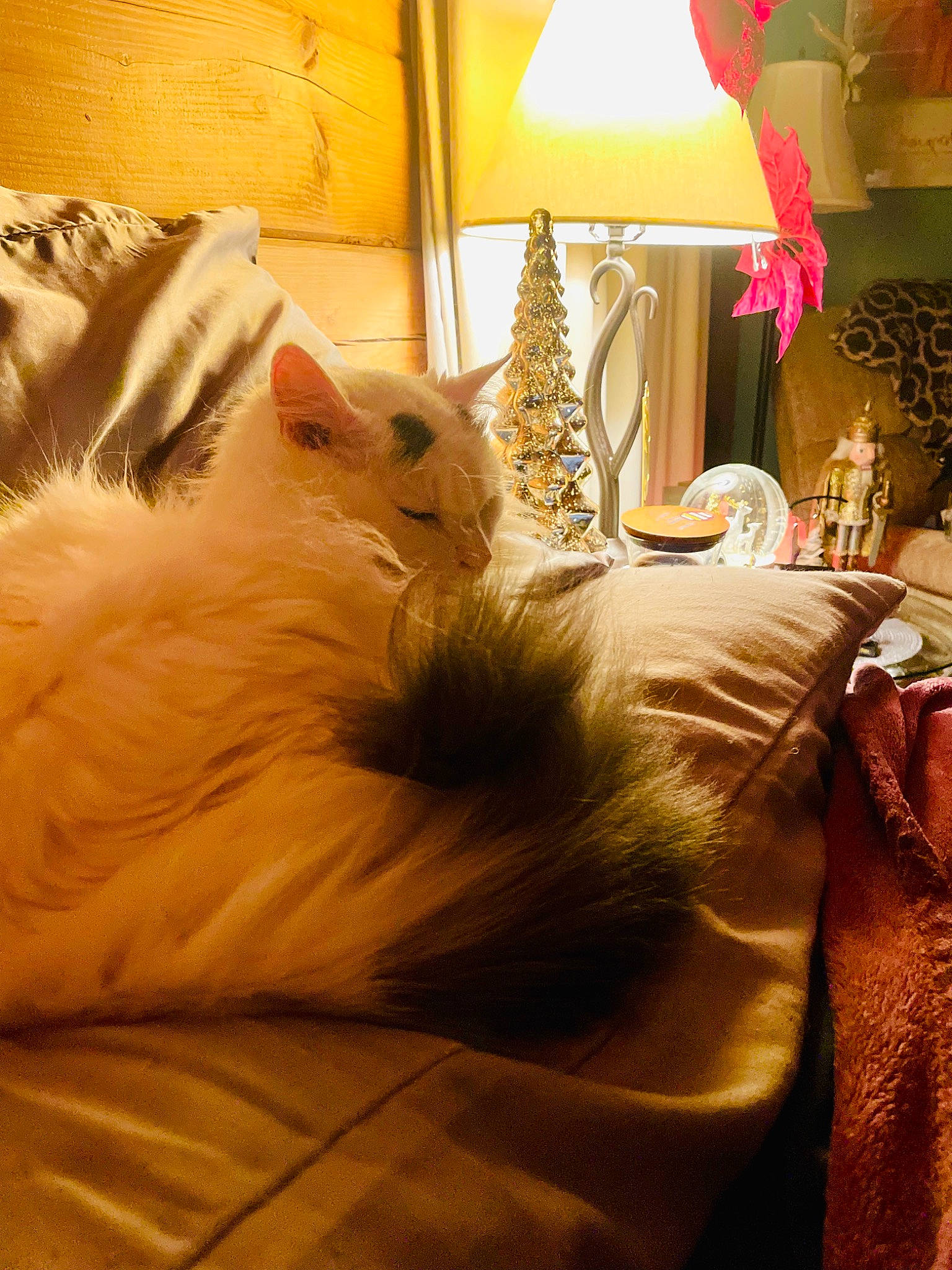 Cosmo Kramer is registered to the contest to win money with this photo: bed, bed_sheet, bedding, bedroom, carnivore, cat, comfort, fawn, felidae, fur, lamp, lampshade, lighting, linens, orange, room, small_to_medium_sized_cats, tints_and_shades, whiskers, wood