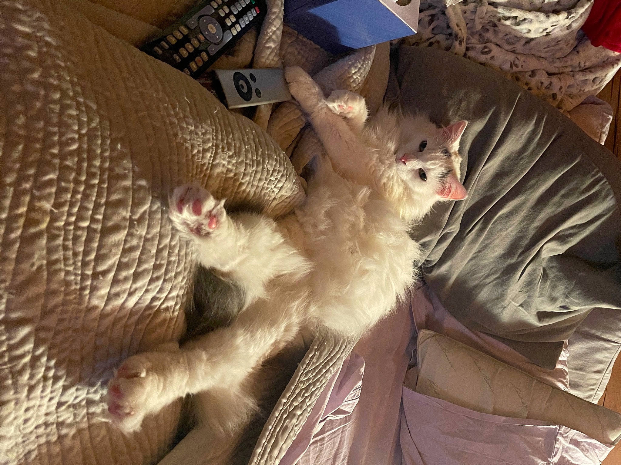 Cosmo Kramer is registered to the contest to win money with this photo: canidae, carnivore, cat, claw, comfort, companion_dog, domestic_short_haired_cat, fawn, felidae, fur, lap, linens, pattern, paw, small_to_medium_sized_cats, sporting_group, tail, whiskers, wood