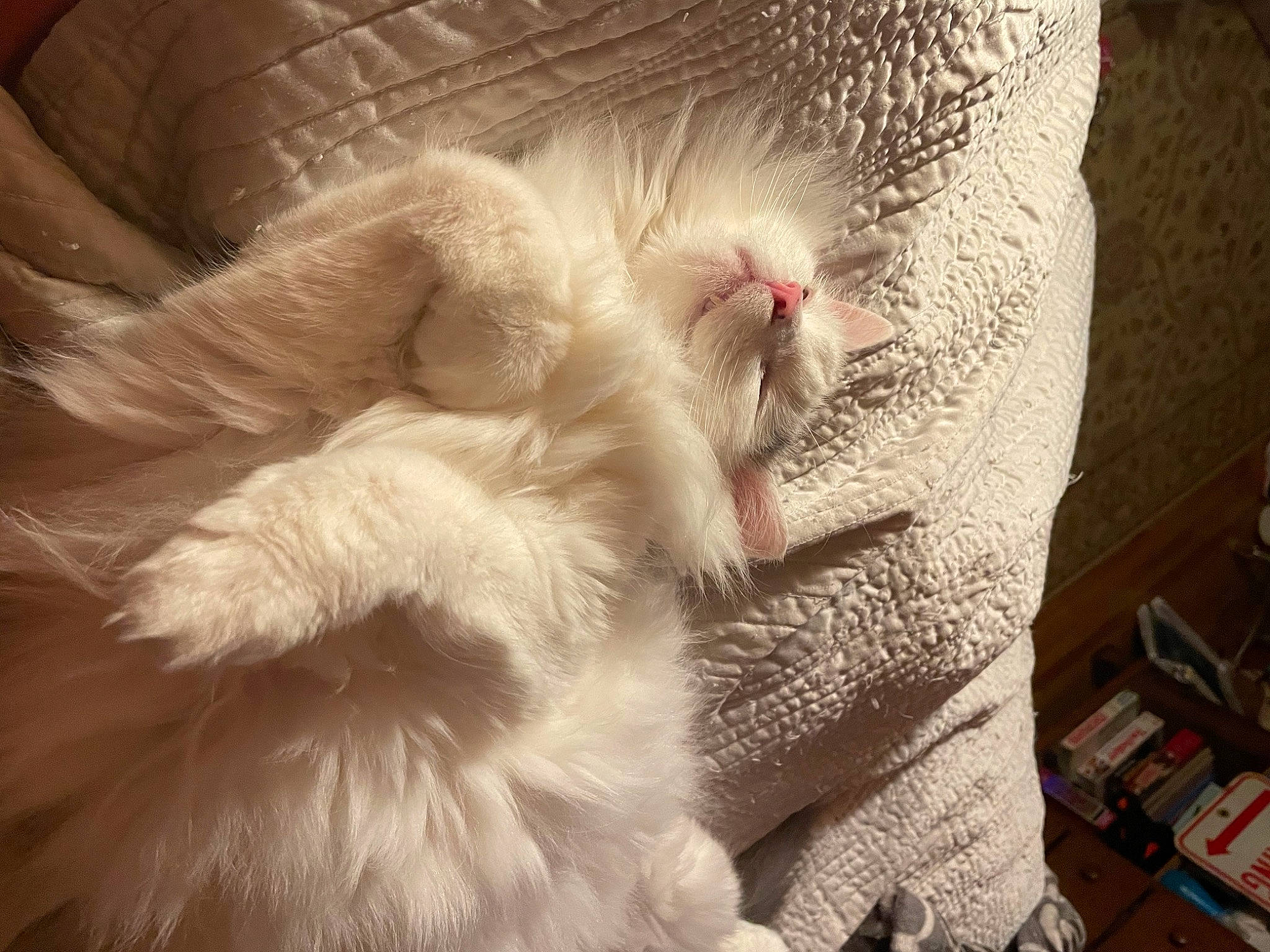 Cosmo Kramer joined the competition — help win amazing prizes! bookcase, carnivore, cat, claw, comfort, companion_dog, fawn, feather, felidae, fur, paw, ragdoll, shelf, small_to_medium_sized_cats, snout, tail, whiskers