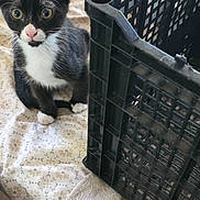 Tuffy joined the competition — help win amazing prizes! cat, kitten, tuxedo_cat, black_and_white, pet, animal, whiskers, green_eyes, pink_nose, sitting, indoors, blanket, floral_pattern, plastic_crate, crate, furniture, close_up, portrait, alert, cute