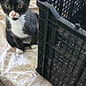 cat, kitten, tuxedo_cat, black_and_white, pet, animal, whiskers, green_eyes, pink_nose, sitting, indoors, blanket, floral_pattern, plastic_crate, crate, furniture, close_up, portrait, alert, cute