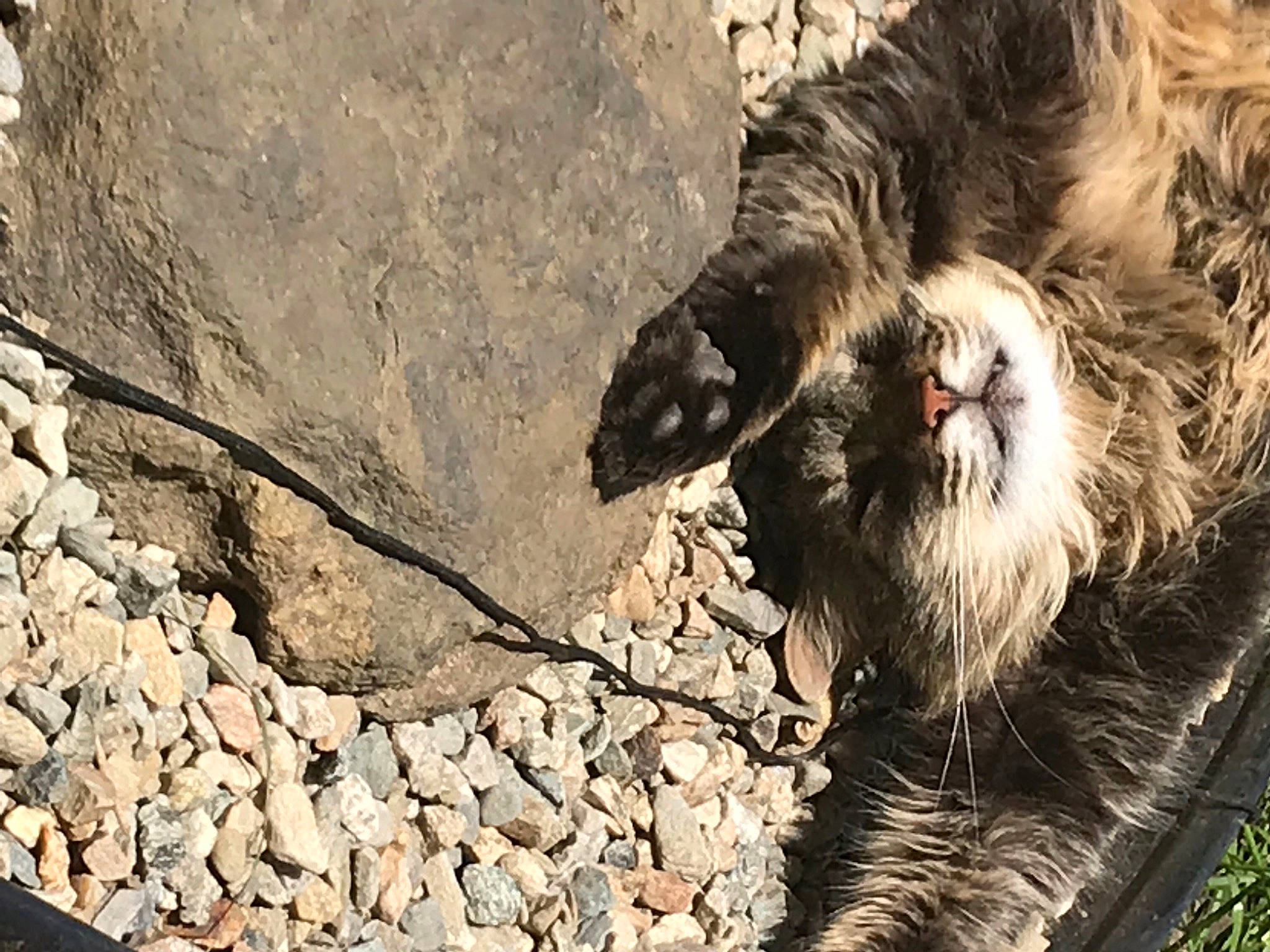 Coon is registered to the contest to win money with this photo: accipitriformes, bedrock, bird_of_prey, canidae, carnivore, falconiformes, felidae, fur, landscape, macaque, marmoset, pebble, primate, rock, snout, soil, sporting_group, terrestrial_animal, vulture, whiskers