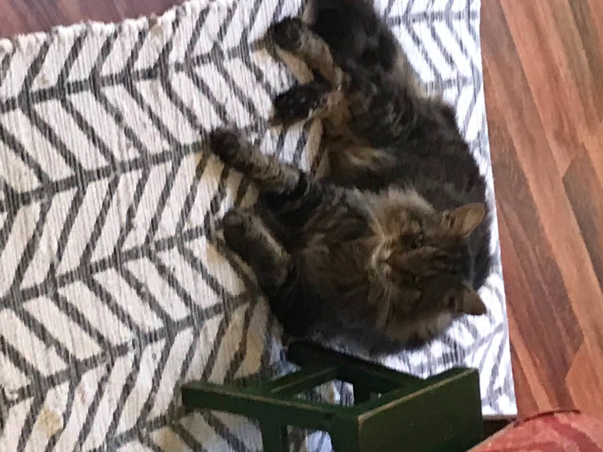 Coon joined the competition — help win amazing prizes! carnivore, cat, claw, comfort, dog_breed, domestic_short_haired_cat, felidae, fur, hardwood, linens, liver, nap, pattern, small_to_medium_sized_cats, sporting_group, tail, terrestrial_animal, whiskers, wood, woven_fabric