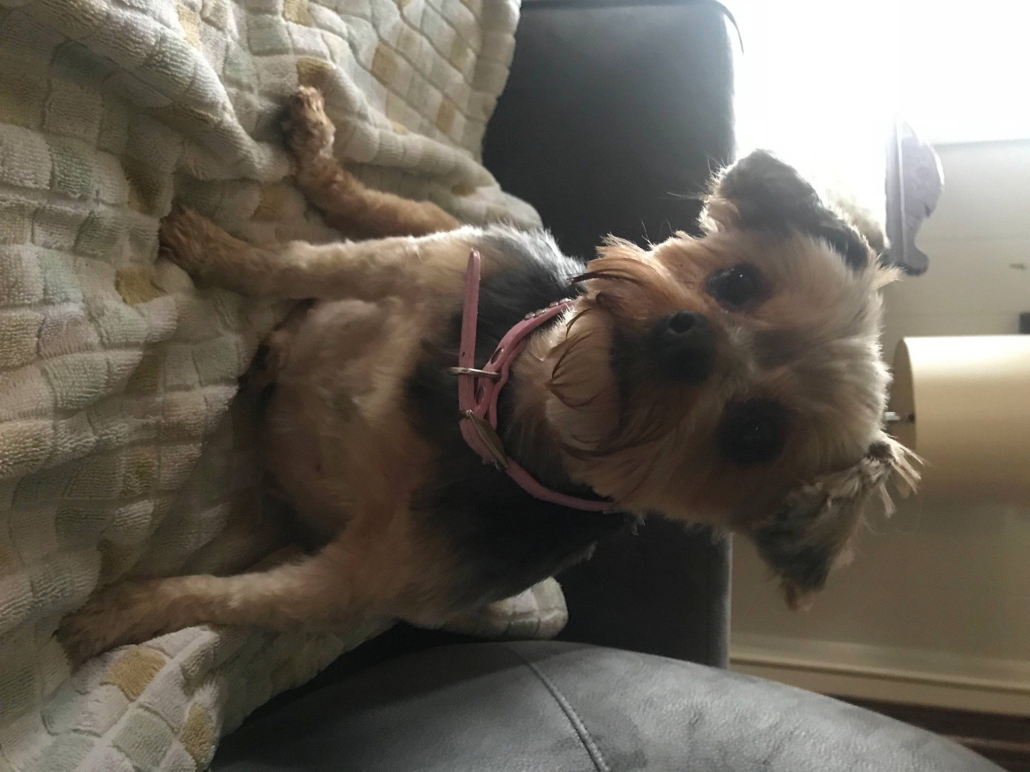 Annie is registered to the contest to win money with this photo: carnivore, comfort, companion_dog, dog, dog_breed, eyewear, fawn, felidae, fur, human_leg, jaw, knee, leg, snout, sporting_group, thigh, toy_dog, whiskers, wood, working_animal