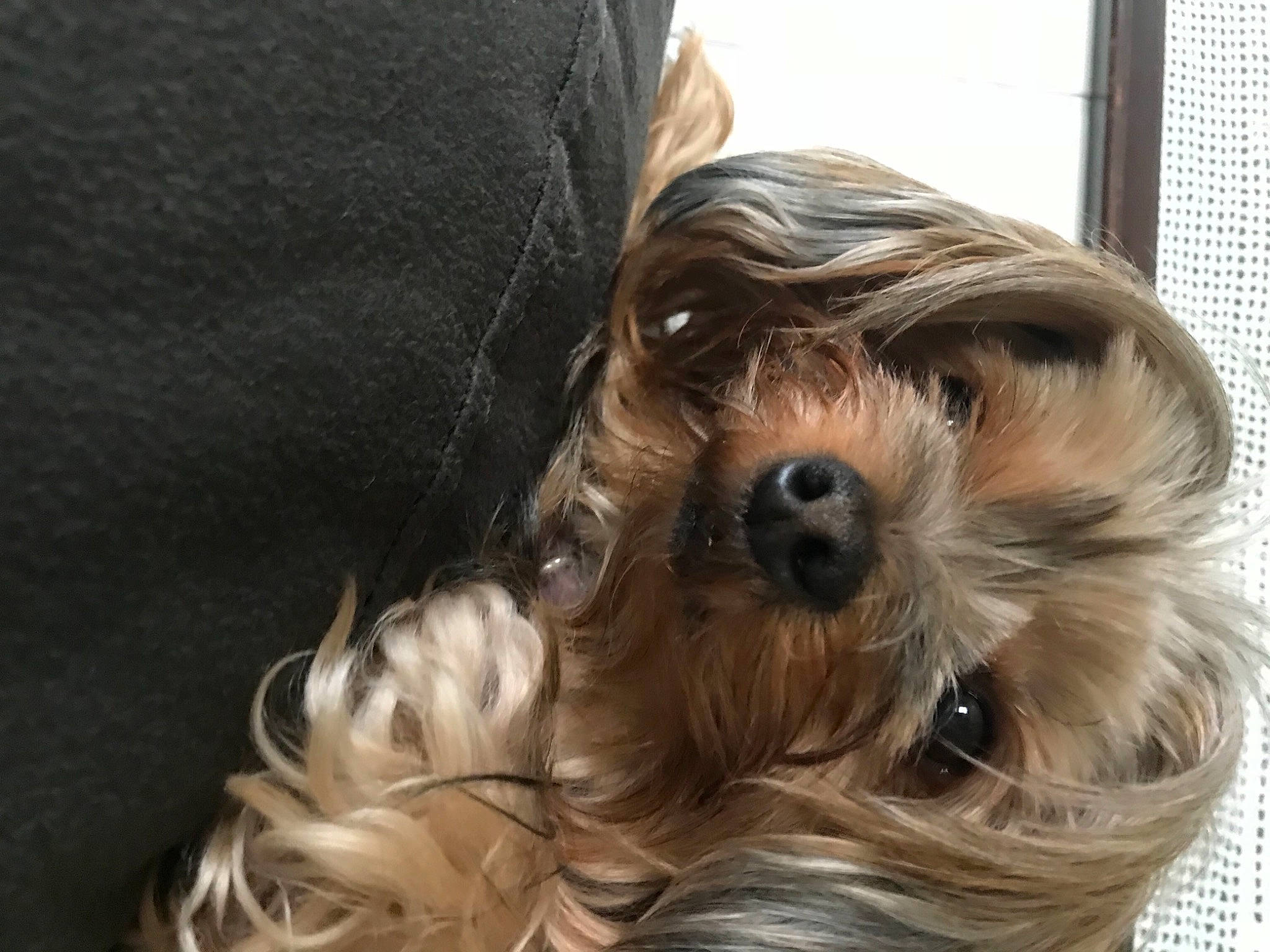 Annie is registered to the contest to win money with this photo: biewer_terrier, canidae, carnivore, companion_dog, dog, dog_breed, dog_supply, fur, liver, maltepoo, puppy, puppy_love, sitting, small_terrier, snout, sporting_group, terrier, toy_dog, working_animal, yorkshire_terrier