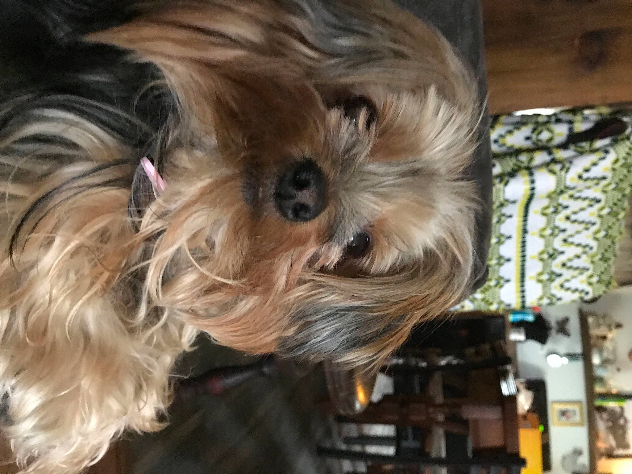 Annie joined the competition — help win amazing prizes! blond, brown_hair, canidae, carnivore, companion_dog, dog, dog_breed, dog_supply, fashion_accessory, fawn, fur, liver, small_terrier, snout, sporting_group, terrier, toy, toy_dog, working_animal, yorkipoo