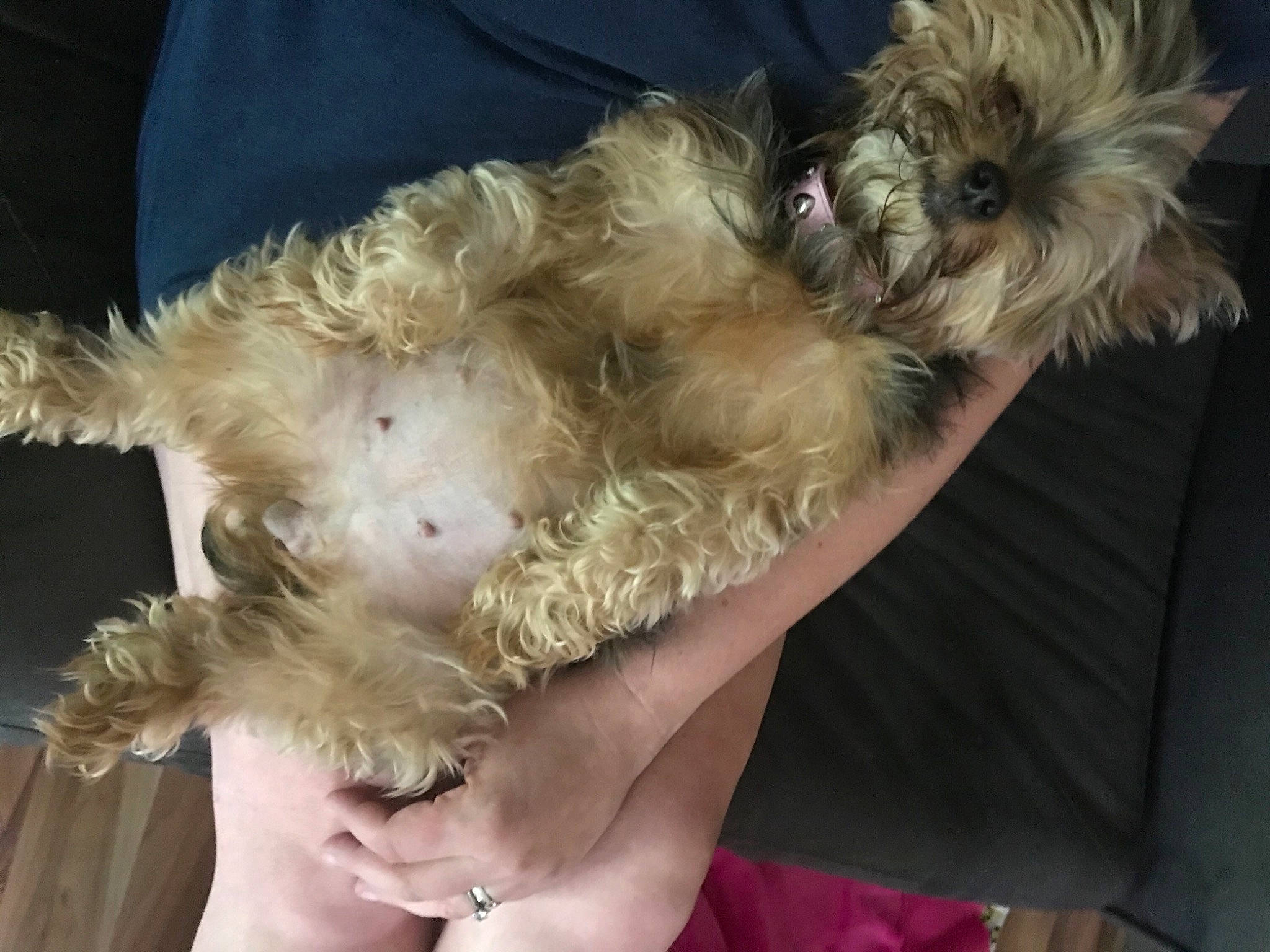 Annie is registered to the contest to win money with this photo: australian_terrier, canidae, carnivore, cockapoo, companion_dog, dog, dog_breed, dog_clothes, fawn, felidae, fur, labradoodle, maltepoo, puppy_love, shih_poo, small_terrier, snout, sporting_group, terrier, toy_dog