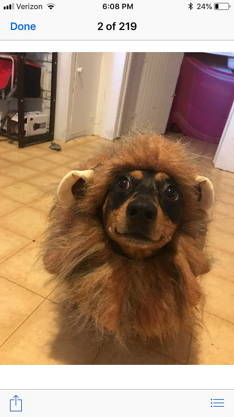 Remy is registered to the contest to win money with this photo: canidae, carnivore, companion_dog, dog, dog_breed, door, eye, fawn, flooring, fur, hardwood, liver, natural_material, rectangle, snout, sporting_group, terrestrial_animal, whiskers, wood, working_animal