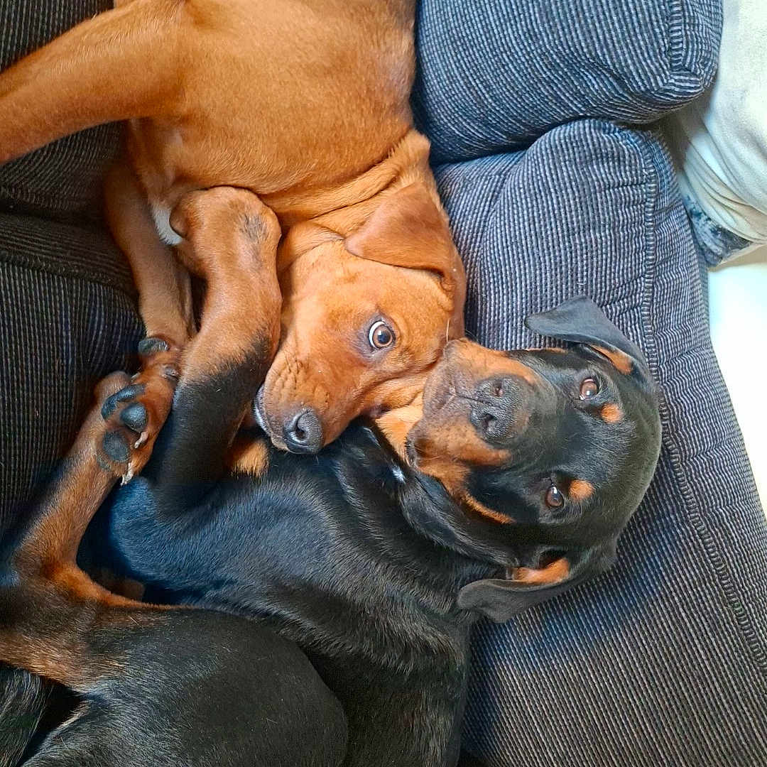 Shadow joined the competition — help win amazing prizes! animal, architecture, armchair, building, canine, chair, couch, cushion, dog, face, furniture, homedecor, hound, indoors, livingroom, person, pet, puppy, room, sleeping