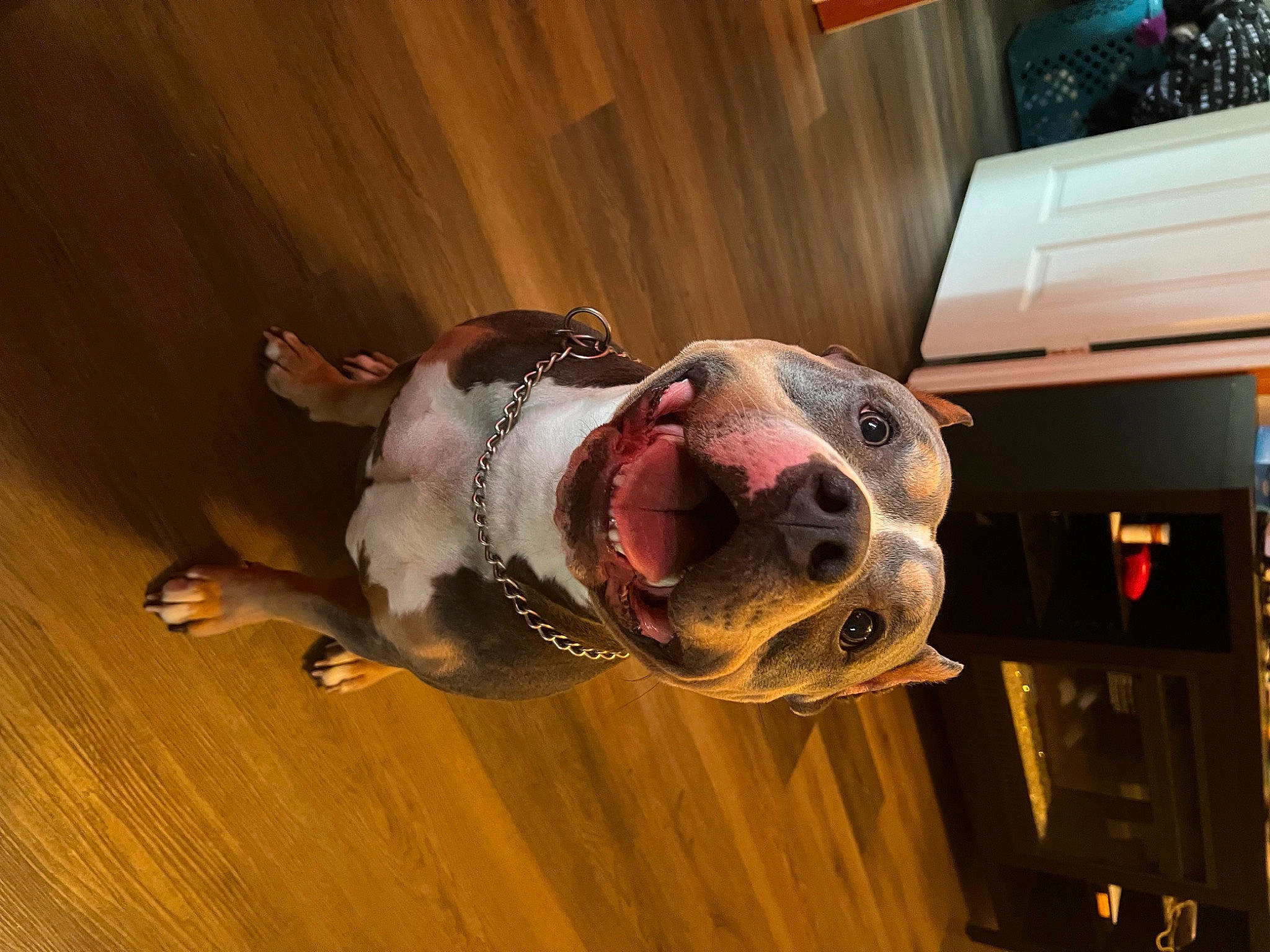 Draco joined the competition — help win amazing prizes! ball, canidae, carnivore, ceiling, companion_dog, dog, dog_breed, dog_collar, dog_supply, fawn, floor, flooring, hardwood, metal, non_sporting_group, personal_protective_equipment, snout, sporting_group, television, wood