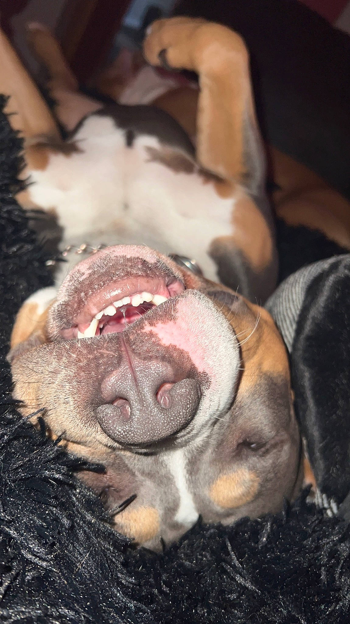 Draco is registered to the contest to win money with this photo: bulldog, canidae, carnivore, companion_dog, dog, dog_breed, fawn, flesh, fur, guard_dog, liver, molosser, paw, snout, sporting_group, terrestrial_animal, whiskers, wildlife, wrinkle, yawn