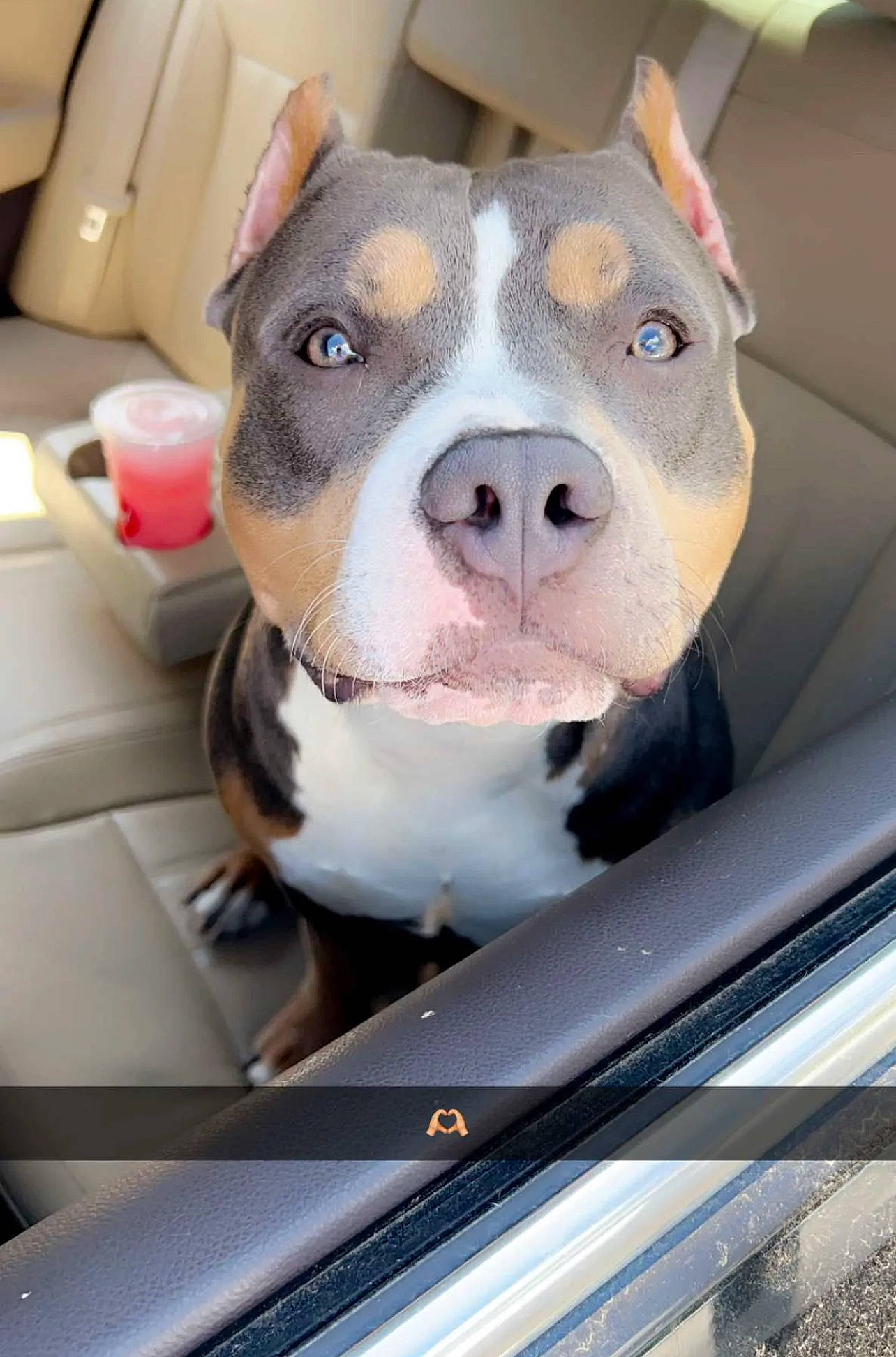 Draco joined the competition — help win amazing prizes! automotive_exterior, automotive_lighting, bumper, canidae, carnivore, companion_dog, dog, dog_breed, fawn, fur, glass, grille, hood, non_sporting_group, snout, sporting_group, vehicle_door, whiskers, windshield, working_animal