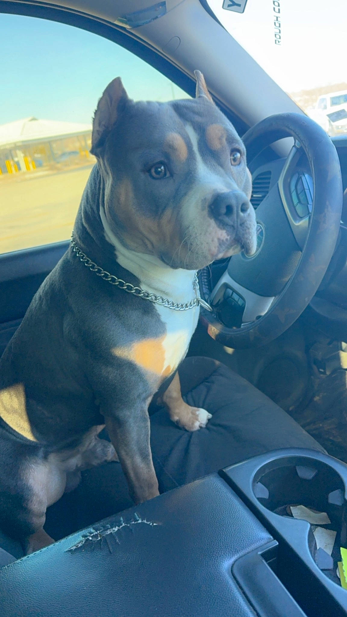 Draco is registered to the contest to win money with this photo: automotive_mirror, car, carnivore, collar, companion_dog, dog, dog_breed, dog_collar, fawn, hood, motor_vehicle, sky, snout, sporting_group, vehicle, vehicle_door, whiskers, window, windshield, working_animal