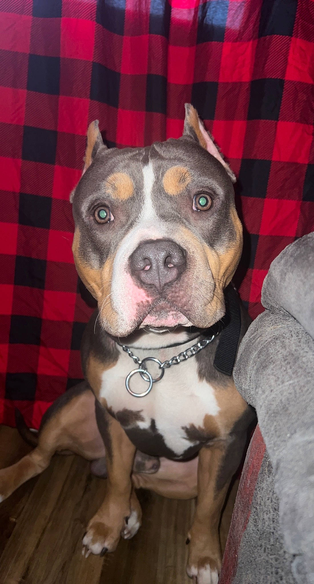 Draco is registered to the contest to win money with this photo: canidae, carnivore, collar, companion_dog, dog, dog_breed, dog_collar, fawn, fur, guard_dog, linens, non_sporting_group, pattern, plaid, snout, sporting_group, tartan, whiskers, working_animal