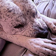 Drake is registered to the contest to win money with this photo: dog, resting, sleepy, close_up, paw, fur, bed, blanket, pet, animal, relaxing, cozy, indoor, portrait, muzzle, white, black_spots, calm, cute, sleep