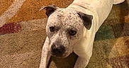 Drake is registered to the contest to win money with this photo: animal, canine, carpet, companion, cute, dog, domestic_animal, ears, floor, fur, home, indoor, looking_up, lying_down, mammal, paw, pet, resting, spotted, white_dog