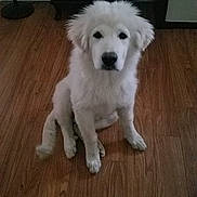 Henry is registered to the contest to win money with this photo: dog, white_dog, puppy, fluffy, sitting, indoor, wooden_floor, pet, animal, calm, furniture, lamp_stand, floor, cute, domestic_animal, canine, young_dog, fur, house, portrait