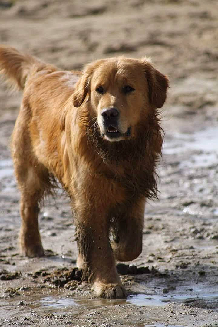 Mario Chouchou participe au concours pour gagner de l'argent avec cette photo : canidae, carnivore, companion_dog, dog, dog_breed, fawn, flat_coated_retriever, golden_retriever, mammal, nova_scotia_duck_tolling_retriever, retriever, sporting_group, styrian_coarse_haired_hound, vertebrate