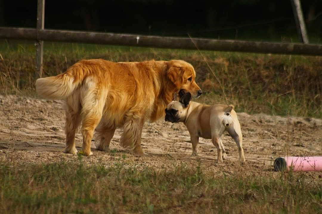 Mario Chouchou participe au concours pour gagner de l'argent avec cette photo : boerboel, canidae, carnivore, dog, dog_breed, fawn, golden_retriever, mammal, pasture, retriever, sporting_group, vertebrate, wildlife
