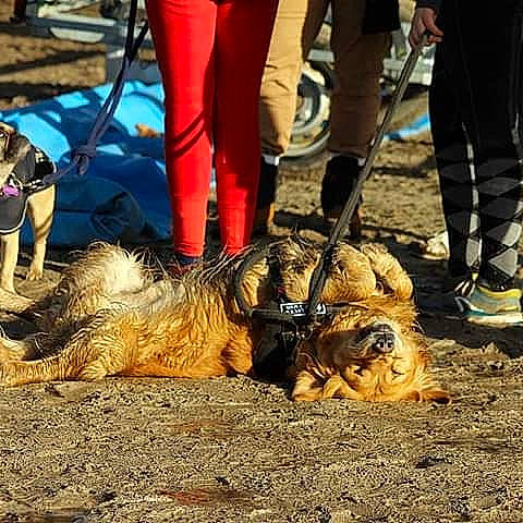 Mario Chouchou participe au concours pour gagner de l'argent avec cette photo : canidae, carnivore, companion_dog, dog, dog_breed, norwich_terrier, sporting_group, terrier