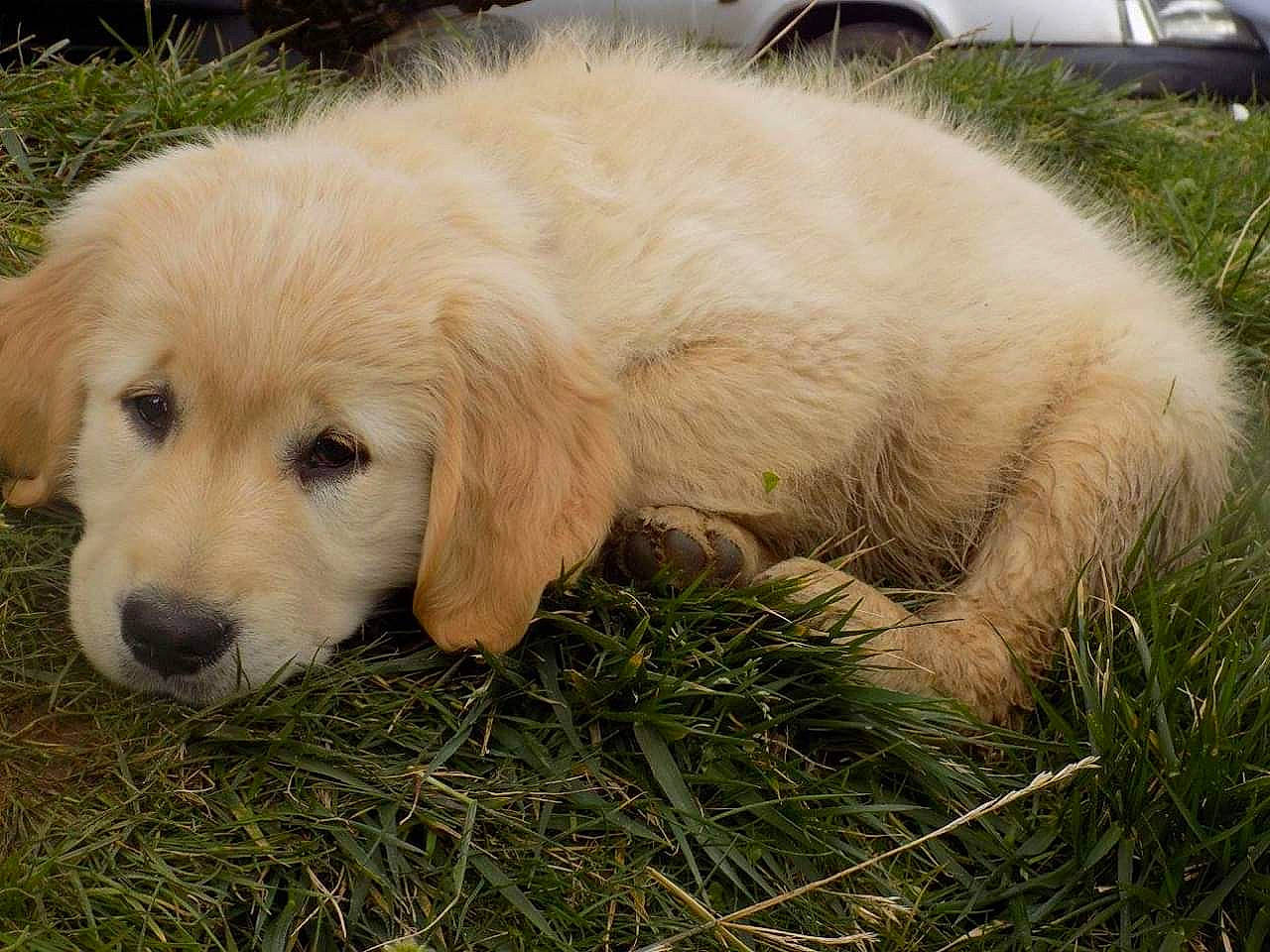 Mario Chouchou participe au concours pour gagner de l'argent avec cette photo : akbash_dog, canidae, carnivore, companion_dog, dog, dog_breed, fawn, golden_retriever, grass, labrador_retriever, livestock_guardian_dog, mammal, maremma_sheepdog, polish_tatra_sheepdog, puppy, retriever, slovak_cuvac, snout, sporting_group, vertebrate