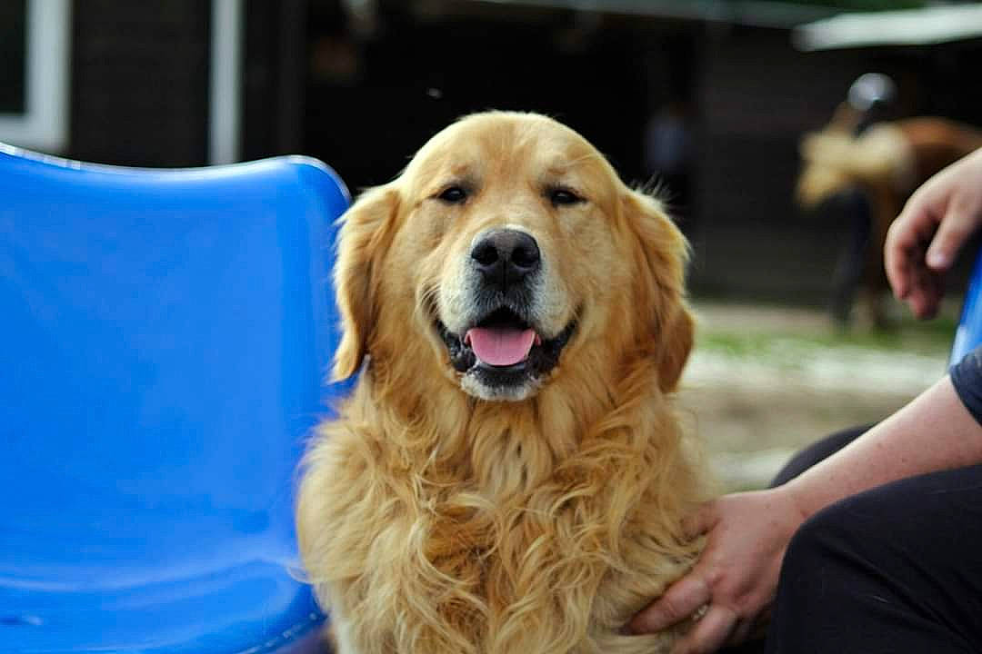 Mario Chouchou participe au concours pour gagner de l'argent avec cette photo : ancient_dog_breeds, canidae, carnivore, companion_dog, dog, dog_breed, golden_retriever, hovawart, mammal, retriever, snout, sporting_group, vertebrate