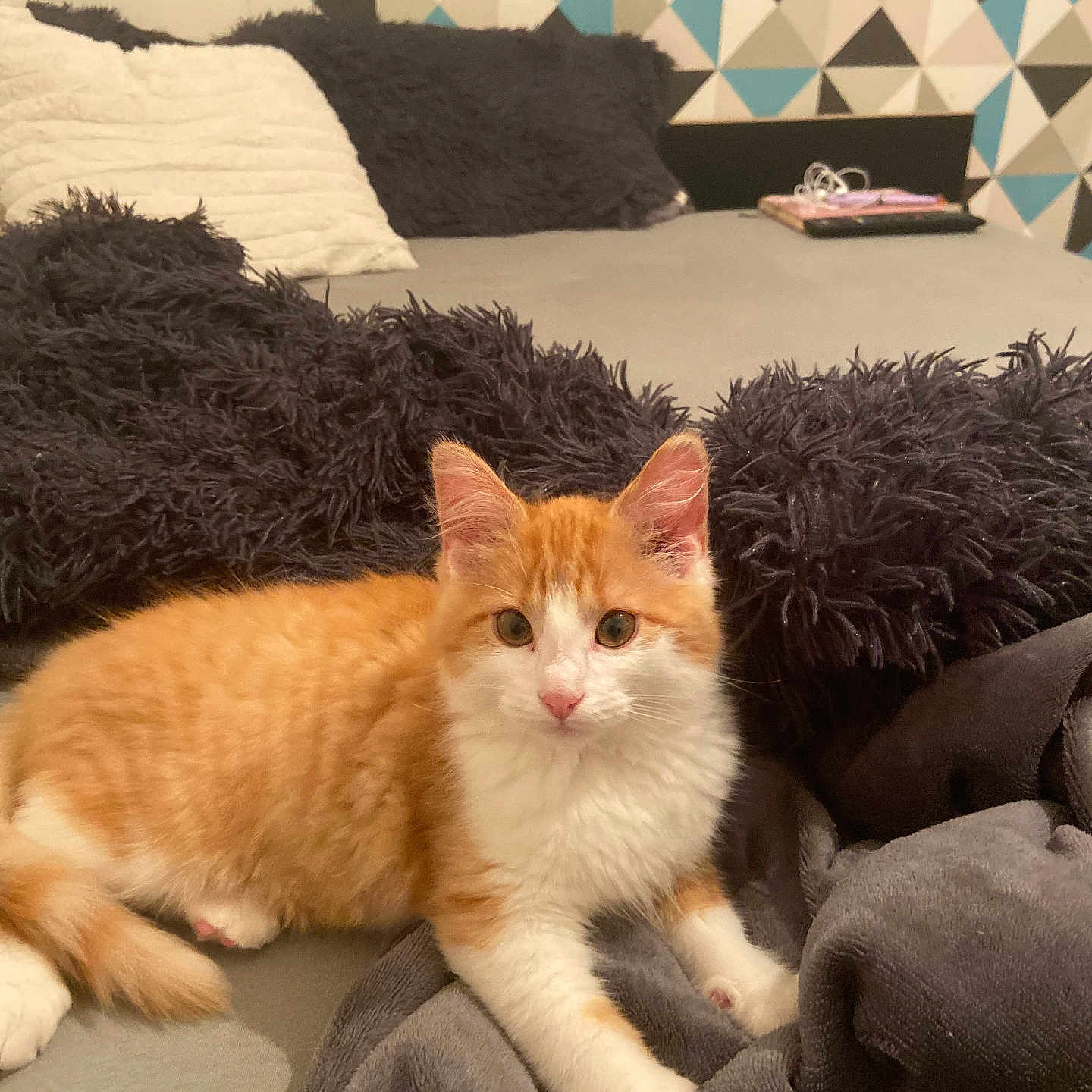 Simba