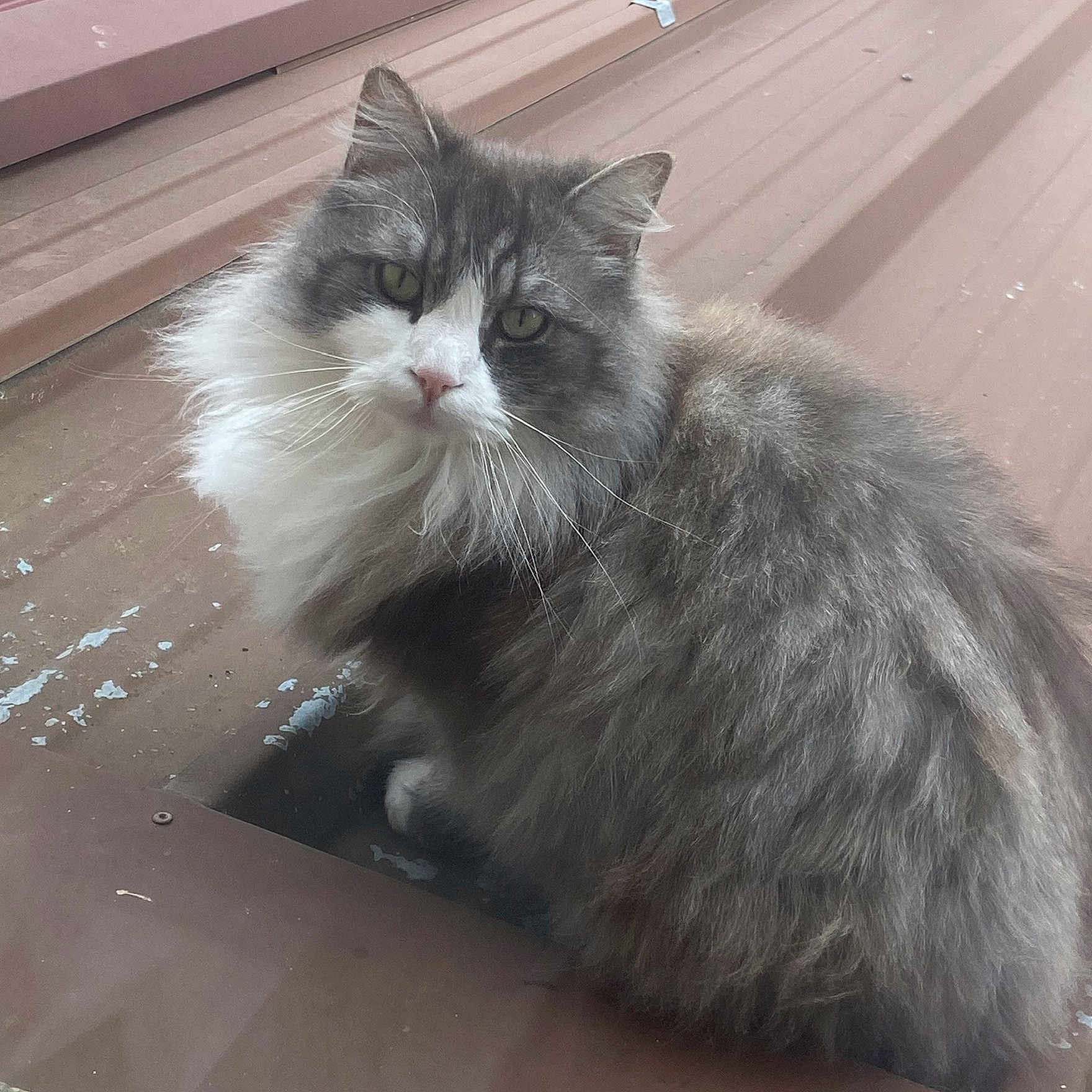 Cookie a rejoint le concours — aidez-le/la à gagner de superbes lots ! angora, animal, architecture, building, cat, deck, face, hardwood, head, house, housing, kitten, manx, person, pet, photography, porch, portrait, slate, wood