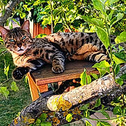 Chyppie participe au concours pour gagner de l'argent avec cette photo : cat, animal, tree, branch, wood, leaves, outdoor, sunlight, nature, pet, feline, spotted, resting, closeup, greenery, daylight, fur, whiskers, eyes, relaxation