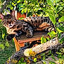 cat, animal, tree, branch, wood, leaves, outdoor, sunlight, nature, pet, feline, spotted, resting, closeup, greenery, daylight, fur, whiskers, eyes, relaxation