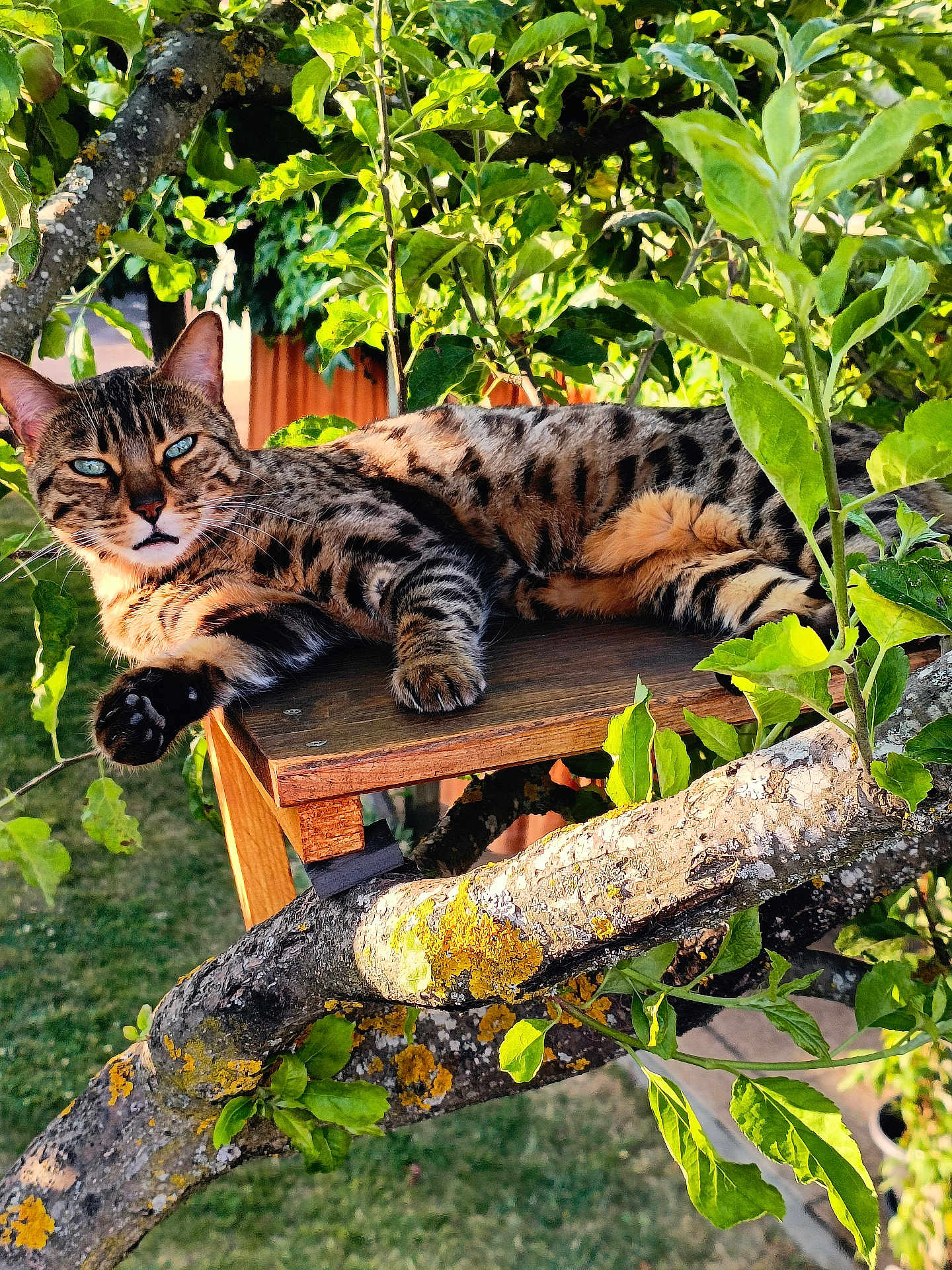 Chyppie participe au concours pour gagner de l'argent avec cette photo : cat, animal, tree, branch, wood, leaves, outdoor, sunlight, nature, pet, feline, spotted, resting, closeup, greenery, daylight, fur, whiskers, eyes, relaxation