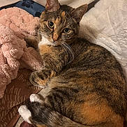 Peanut joined the competition — help win amazing prizes! cat, calico_cat, tabby, pet, feline, animal, portrait, close_up, curled_up, sleeping_area, blanket, pillow, bed, cozy, whiskers, ears, paws, tail, striped_fur, indoor