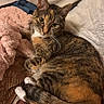 cat, calico_cat, tabby, pet, feline, animal, portrait, close_up, curled_up, sleeping_area, blanket, pillow, bed, cozy, whiskers, ears, paws, tail, striped_fur, indoor