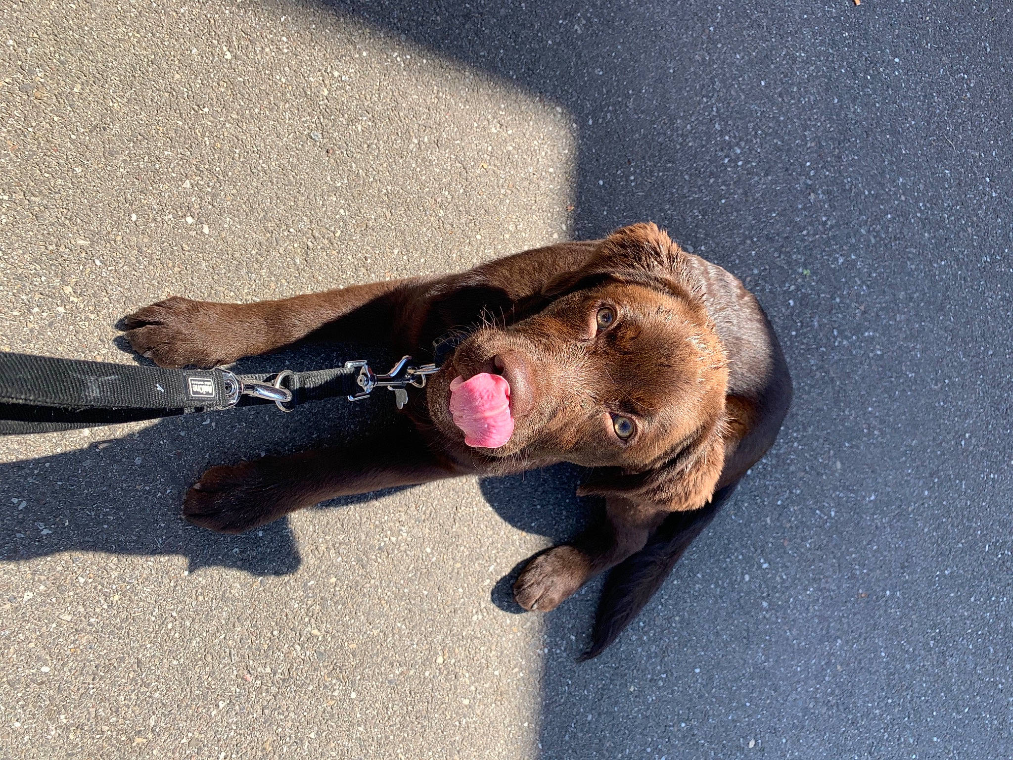 Reese a rejoint le concours — aidez-le/la à gagner de superbes lots ! amphibian, asphalt, carnivore, claw, concrete, fish, foot, plant, reptile, road_surface, shadow, snout, sporting_group, tar, terrestrial_animal, toad