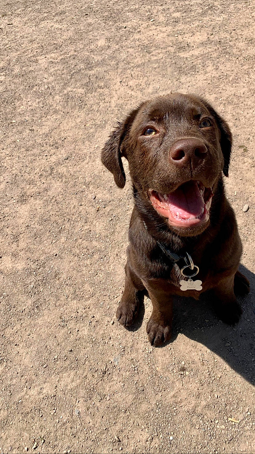 Reese a rejoint le concours — aidez-le/la à gagner de superbes lots ! borador, canidae, carnivore, companion_dog, dog, dog_breed, gun_dog, hunting_dog, liver, snout, soil, sporting_group, terrestrial_animal, working_animal