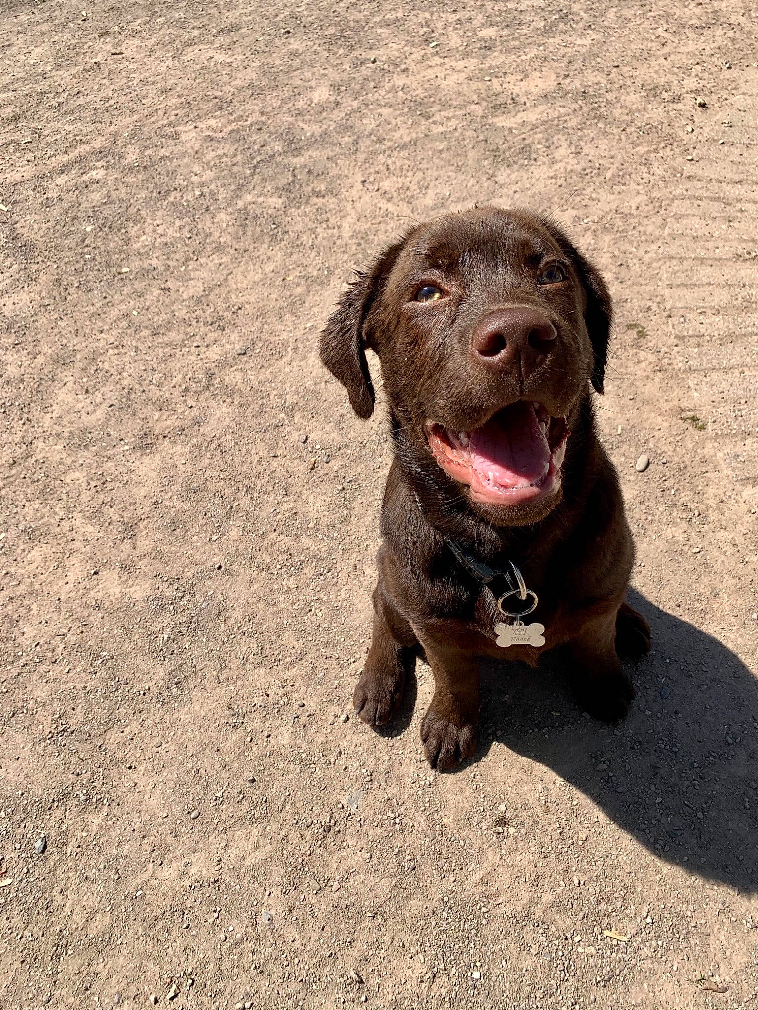 Reese participe au concours pour gagner de l'argent avec cette photo : borador, canidae, carnivore, companion_dog, dog, dog_breed, dog_collar, gun_dog, hunting_dog, liver, snout, sporting_group, terrestrial_animal, working_animal