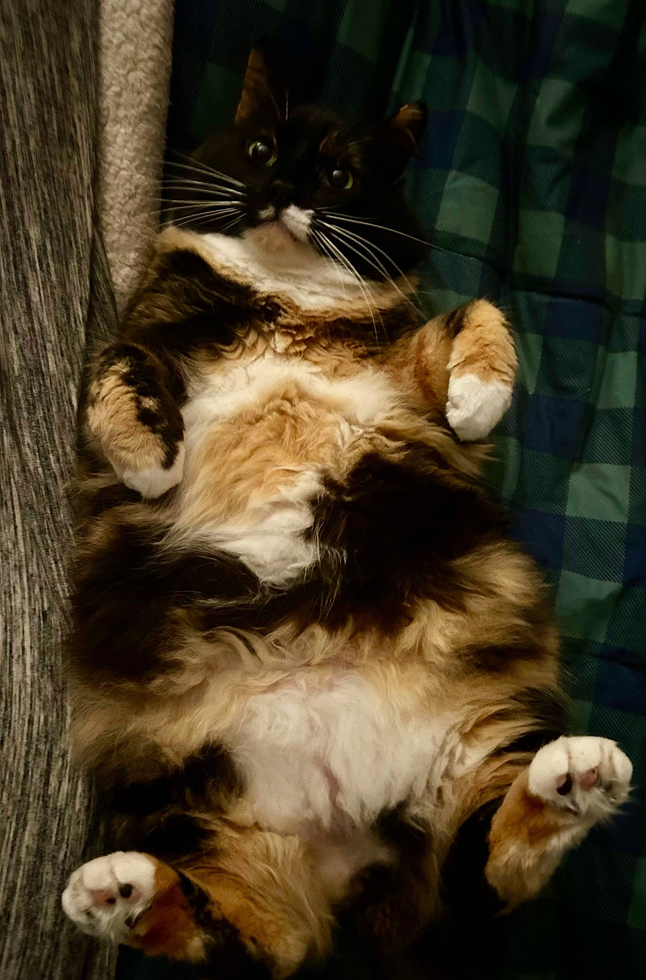 blanket, cat, chubby, cozy, curious, cute, domestic_animal, feline, fluffy, fur, indoor, lying_down, mammal, paws_up, pet, plaid, relaxed, resting, soft, whiskers
