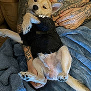 Peep is registered to the contest to win money with this photo: black_clothing, blanket, blue_blanket, casual, close_up, companion, cozy, cute, dog, fur, human_hand, indoor, lying_down, paw, pet, relaxed, resting, small_dog, tattooed_person, tattoos